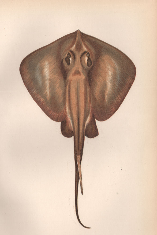 COMMON STINGRAY. Dasyatis pastinaca. COUCH. Fish 1862 old antique print